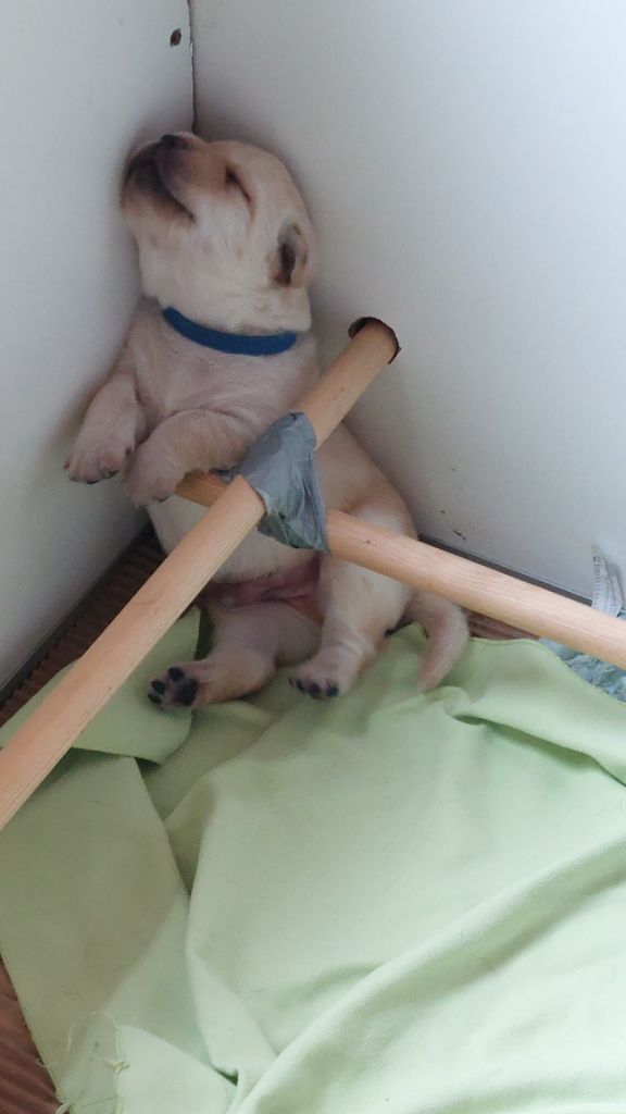 Des Berges De L'Aunette - Chiots disponibles - Labrador Retriever