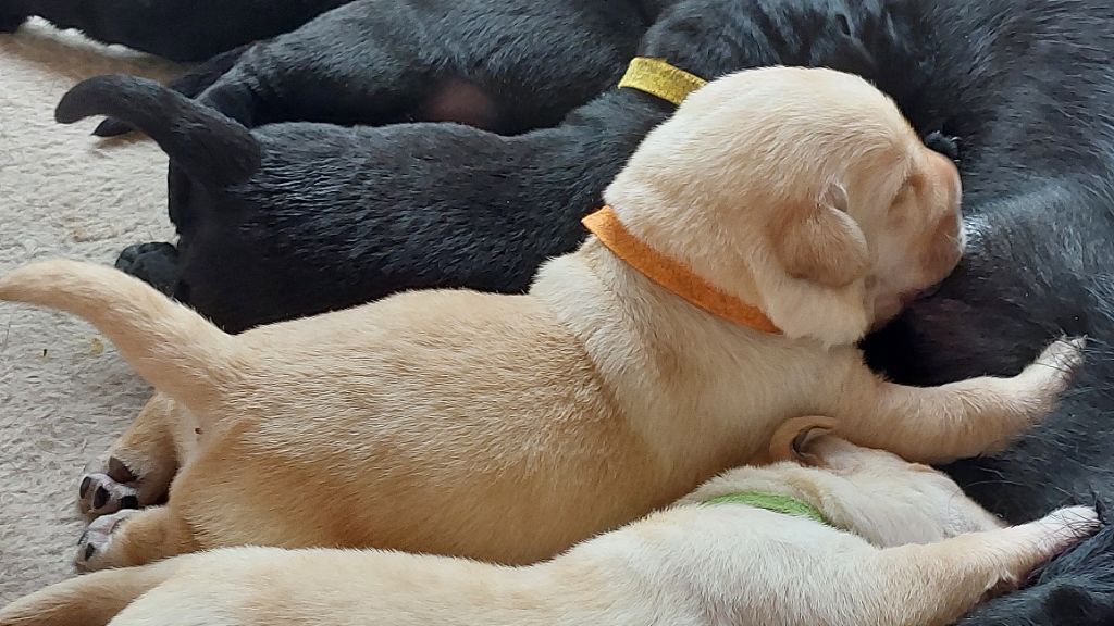 Des Berges De L'Aunette - Chiots disponibles - Labrador Retriever