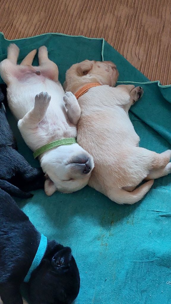 Des Berges De L'Aunette - Chiots disponibles - Labrador Retriever