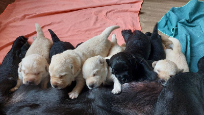 CHIOT 2