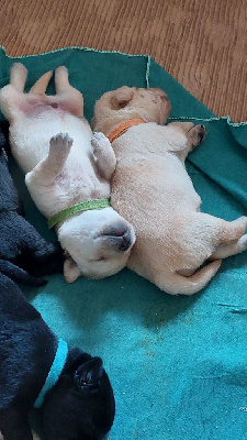 CHIOT 4