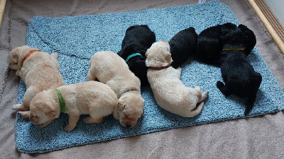 CHIOT 5